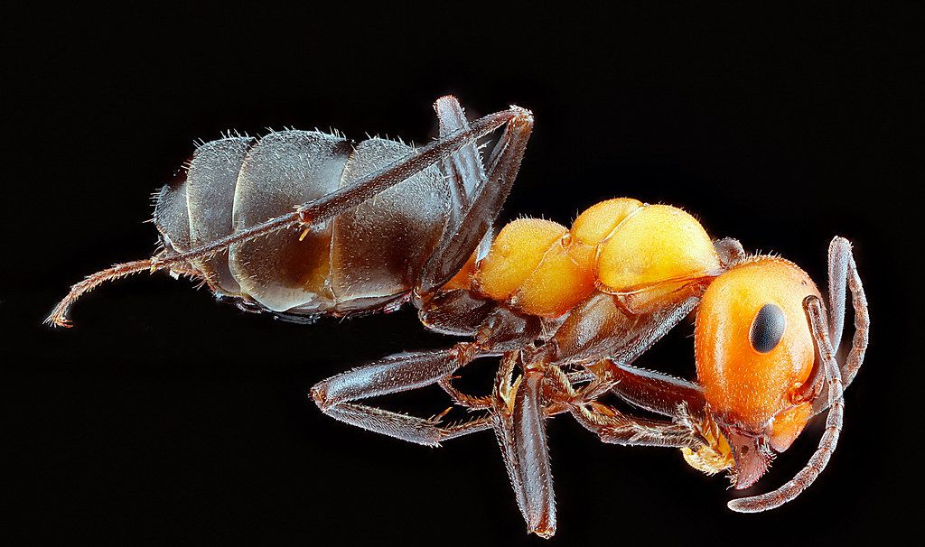 Ant Control service in El Paso, TX