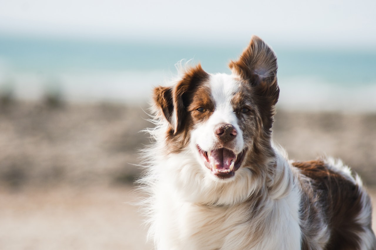 Flea & Tick Control service in El Paso, TX