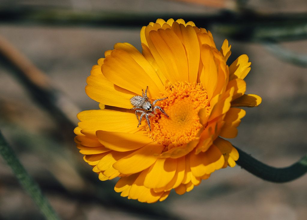 Spider Control service in El Paso, TX